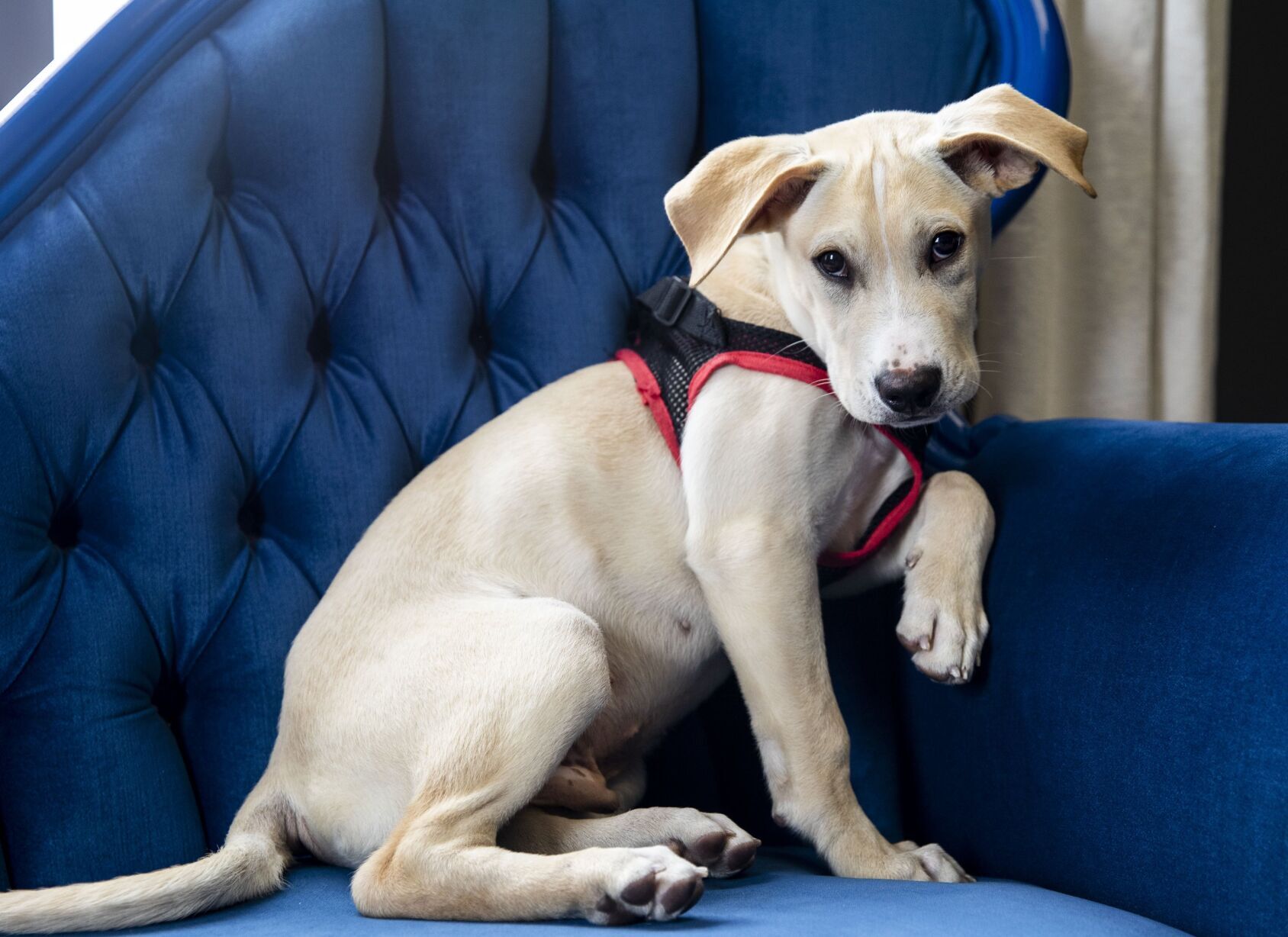 Guests greated by canine concierge at St. Louis hotel